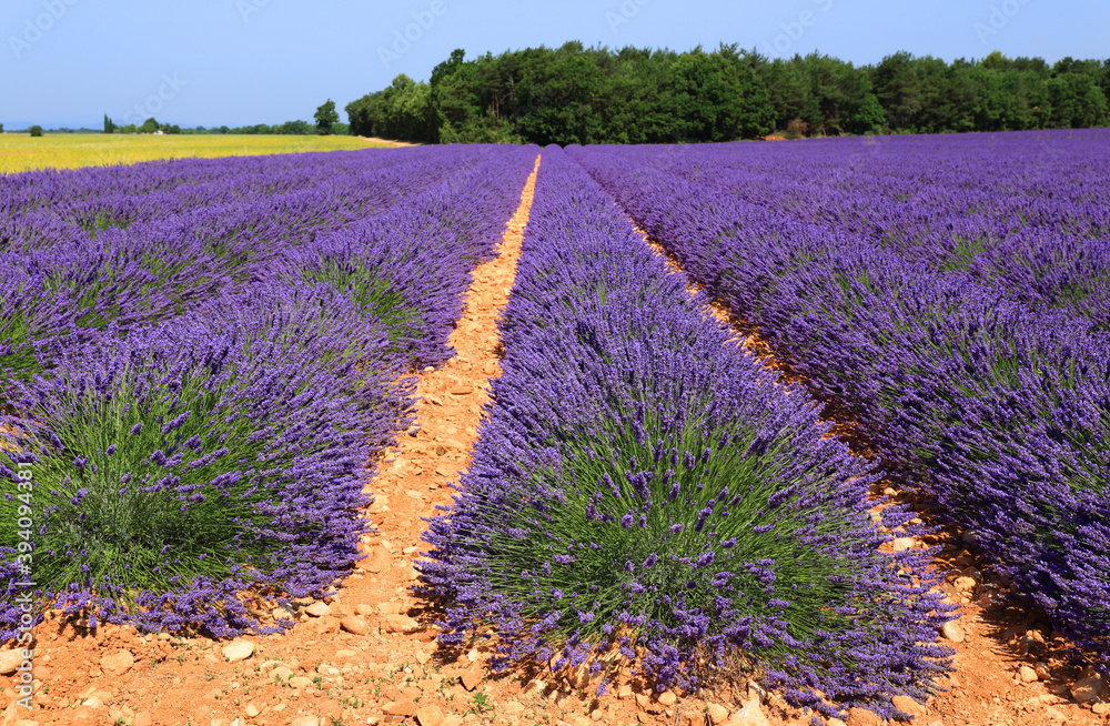 Naklejka premium Lignes de lavandin en Lubéron