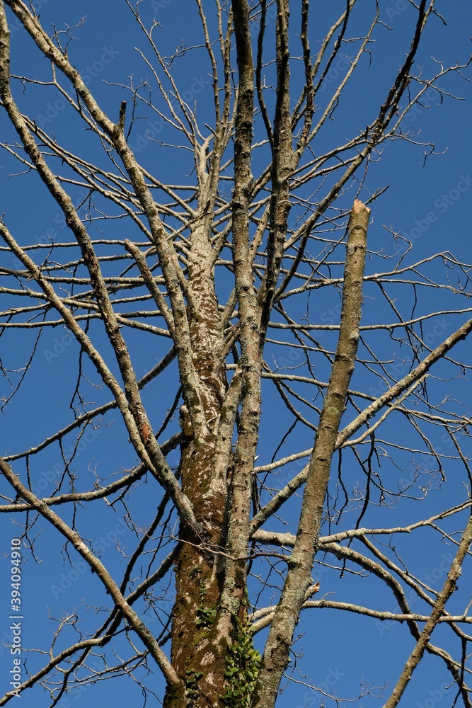 Arbre mort sur fond de ciel bleu Arbre mort sur fond de ciel bleu