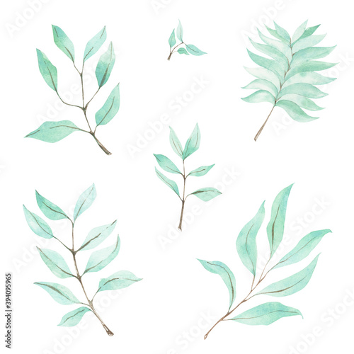 Watercolor leaf of eucalyptus. Hand drawn plants