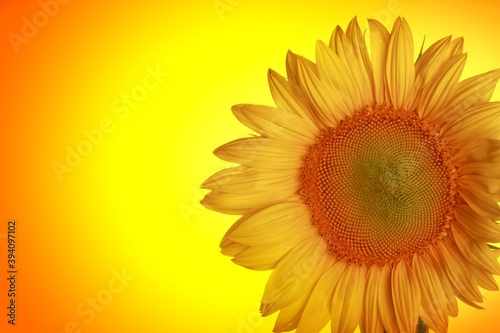 Fototapeta Naklejka Na Ścianę i Meble -  Close-up of a sunflower head