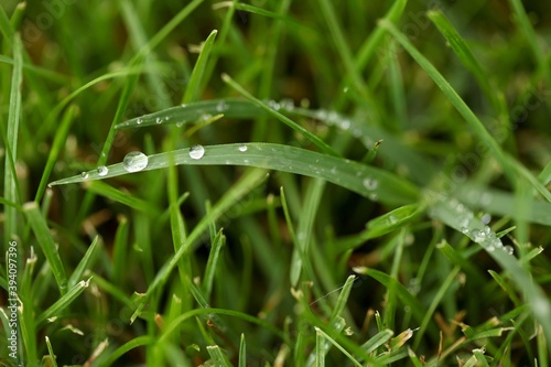Blades of grass close-up