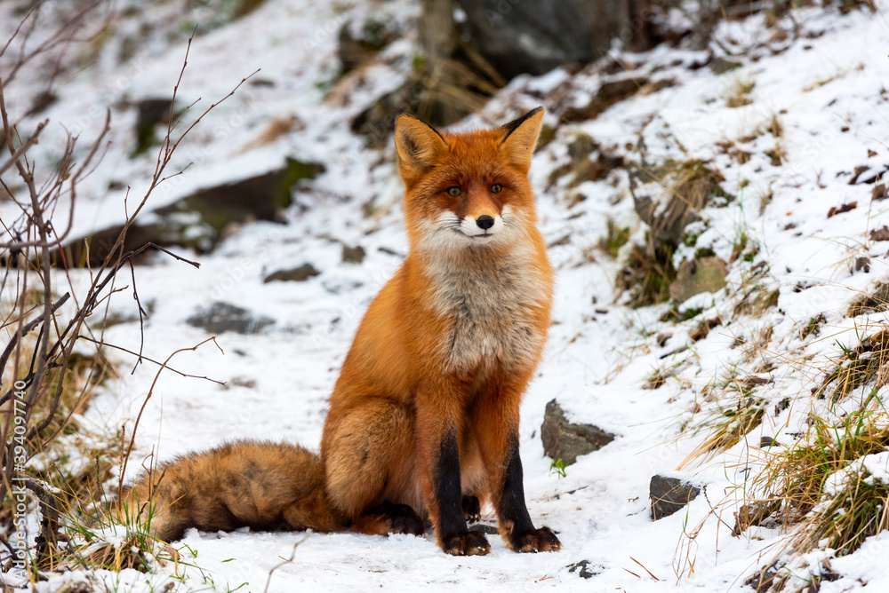 Naklejka premium Wild fox of Polar Circle on a forest path, North Europe, Kola Peninsula