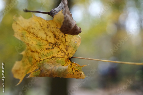 foglie che cadono dall'albero in autunno, foto concettuale, copertina photo