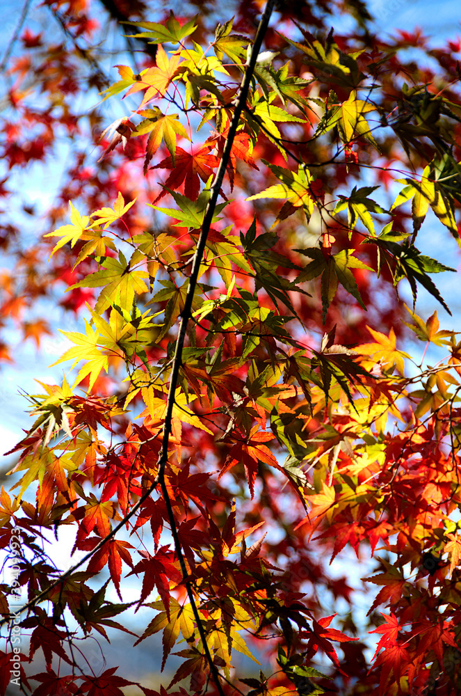 autumn leaves on the tree