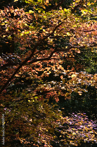 autumn leaves in the forest