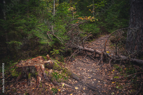 Photo of an uprooted tree blocking a forest path. Autumn landscape. Fall. Latvia.