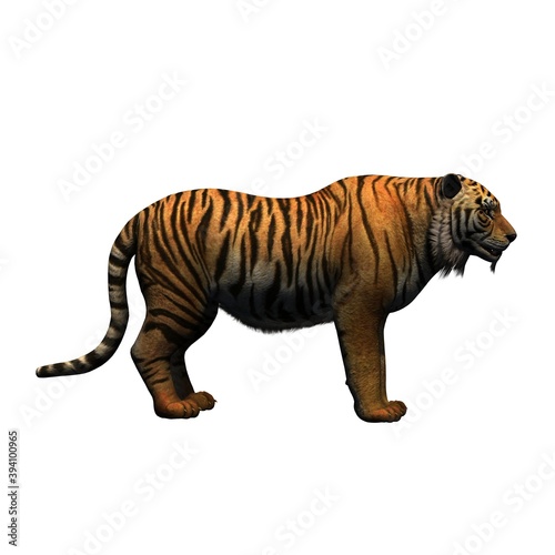 Fototapeta Naklejka Na Ścianę i Meble -  Wild animals - tiger - isolated on white background - 3D illustration