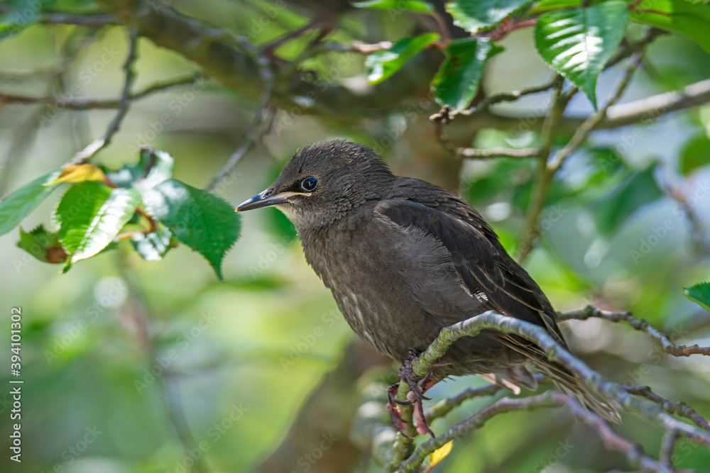 Young starling bird sitting on the twig of a tree Young starling bird sitting on the twig of a tree