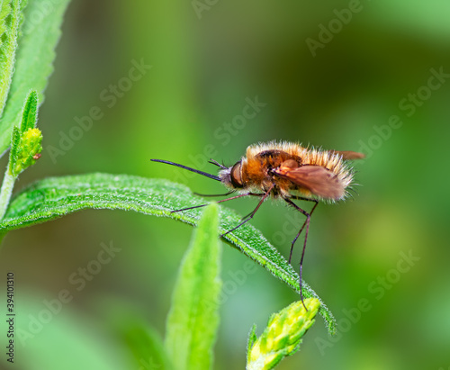 Macro of a black tailed bee fly