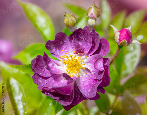 Wet purple rambler rose blossom