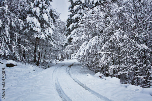 Snowy road surrounded by trees