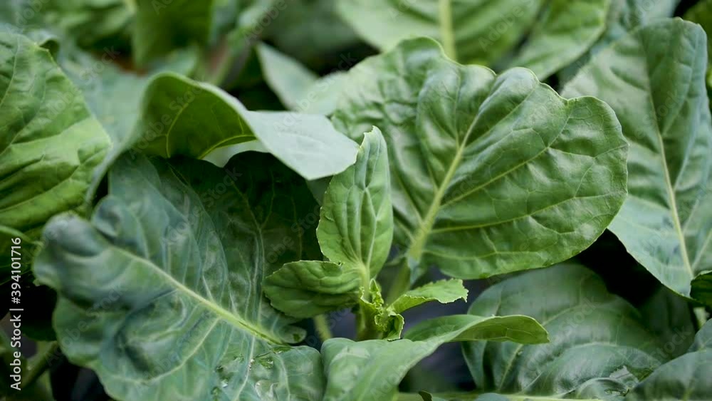 Organic kale. Farm fresh vegetables.
Organic kale. Farm fresh vegetables.