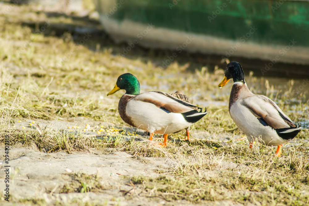 Wild ducks in their natural environment 
