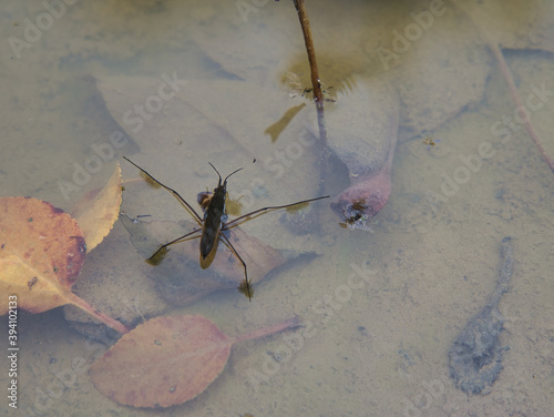 The water surface tension is visible when the water strider's feet come into contact with a natural pond.