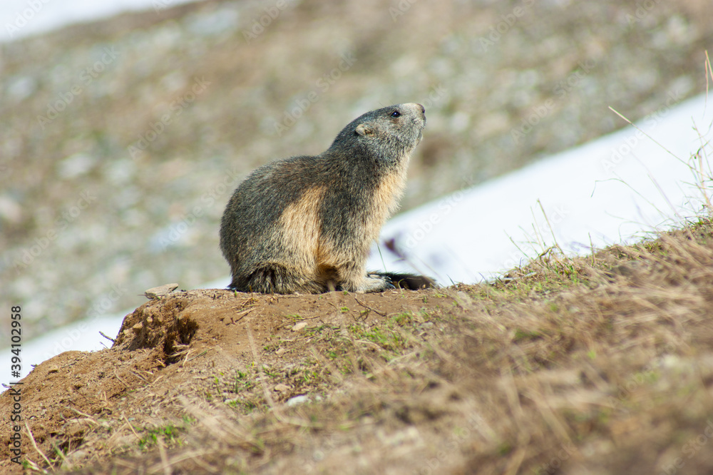 Marmotte en-dehors de son trou observant autour d'elle. Marmotte en-dehors de son trou observant autour d'elle.