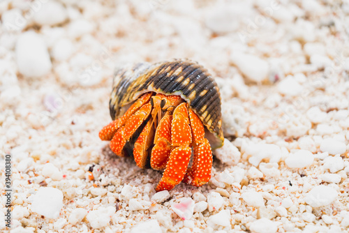 Fototapeta hermit crab on the beach