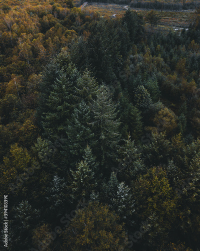 Autumn forest / Forêt d'automne