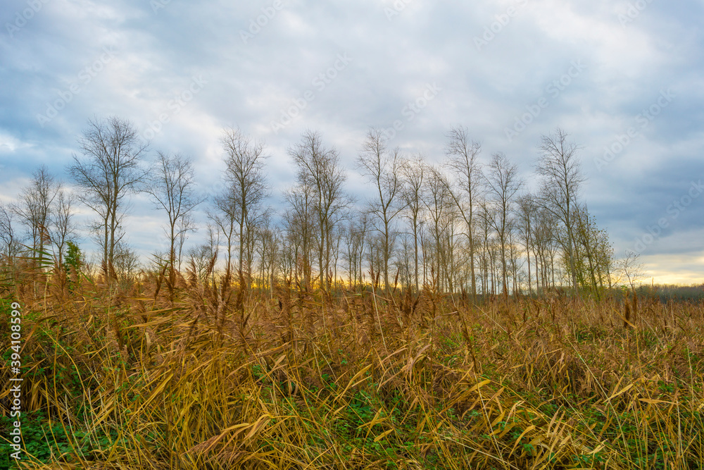 Silhoutte of the canopy of deciduous trees in a field in wetland under a cloudy sky in sunlight in autumn, Almere, Flevoland, The Netherlands, November 20, 2020 Silhoutte of the canopy of deciduous trees in a field in wetland under a cloudy sky in sunlight in autumn, Almere, Flevoland, The Netherlands, November 20, 2020