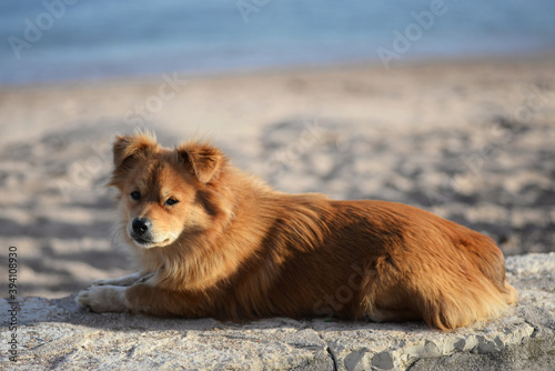 cute dog is waiting for the owner by the sea