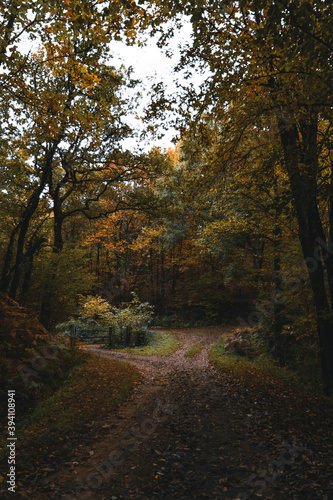 Autumn picture / Photo d'automne en forêt