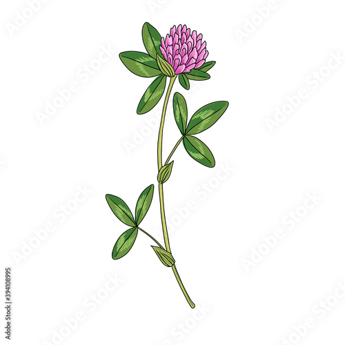 vector drawing red clover
