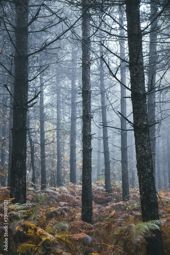 Fog in forest / Brouillard en forêt