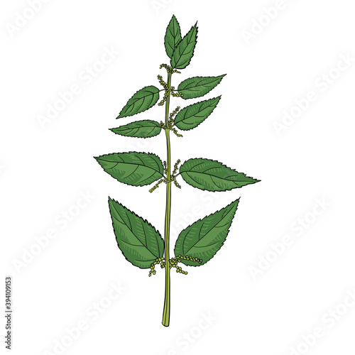 vector drawing nettle