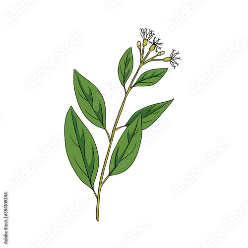 vector drawing bitter leaf