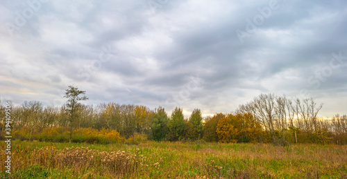 Reed along the edge of a lake in wetland under a blue cloudy sky in sunlight 