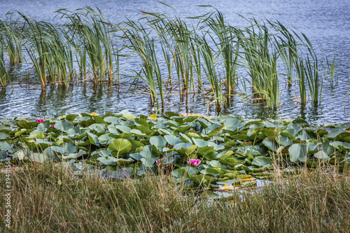 Green shore of Stoborowe Lake near Wejherowo town, Kashubia region, part of Pomerania Province of Poland