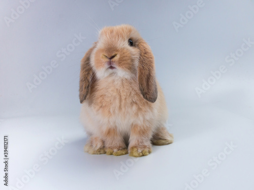 Beautiful minilop rabbit on a white background