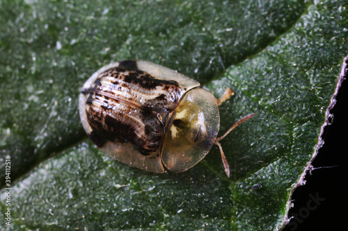 Foto Carabidae insect live on green leaves