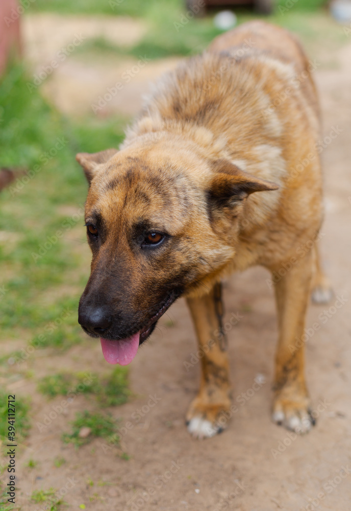 Malinois Sheepdog closed up portrait, blurred background, soft focus.