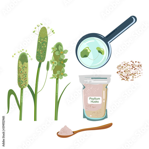 Psyllium plant,husks in packet and wood spoon with powder.Ispaghula seeds and grain.Organic healthy vegan dietary fiber.Keto flour.Superfood.Hand drawn doodle vector poster for cafe menu or bio shop.