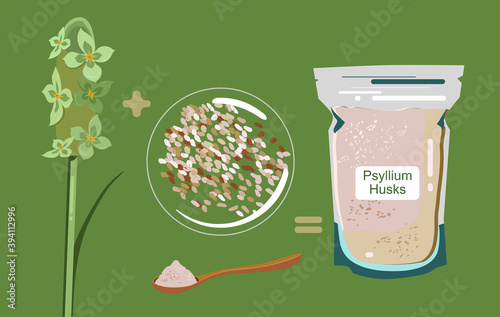 Psyllium plant,flowers,husks in packet and wood spoon with powder.Ispaghula seeds and grain.Organic healthy vegan dietary fiber.Keto flour.Superfood.Hand drawn doodle vector poster for bio shop