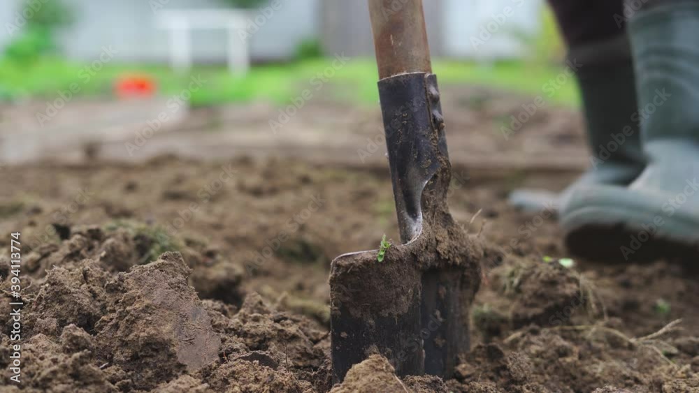 Preparing the beds for wintering and digging up the earth with a shovel
