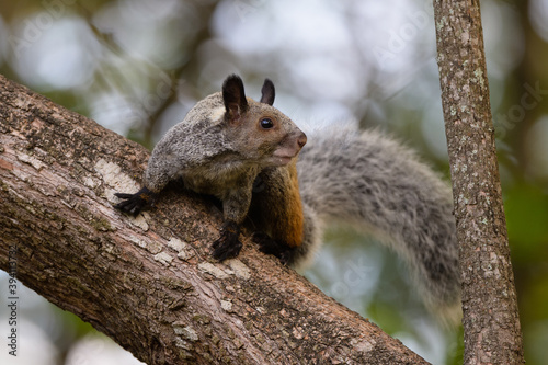 Sciurus stramineus