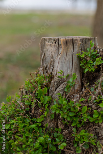 Closed up view of a tree stump in a daytime. Wooden texture natural background.