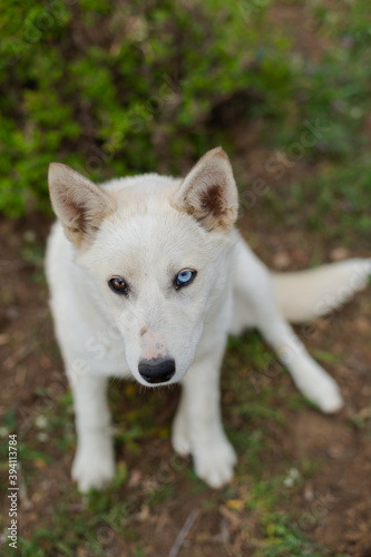 White young husky dog on the ground sitting and lying& Natural background.