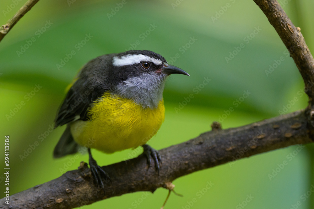 Naklejka premium Coereba flaveola intermedia