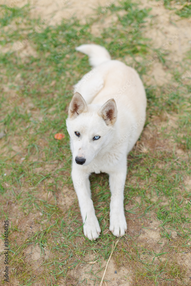 White young husky dog on the ground sitting and lying& Natural background.