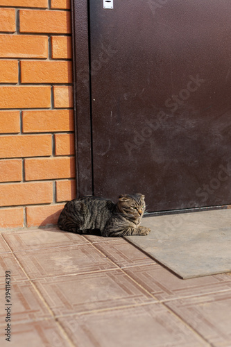 Domestic cat is sitting near the front door. Daytime, village.