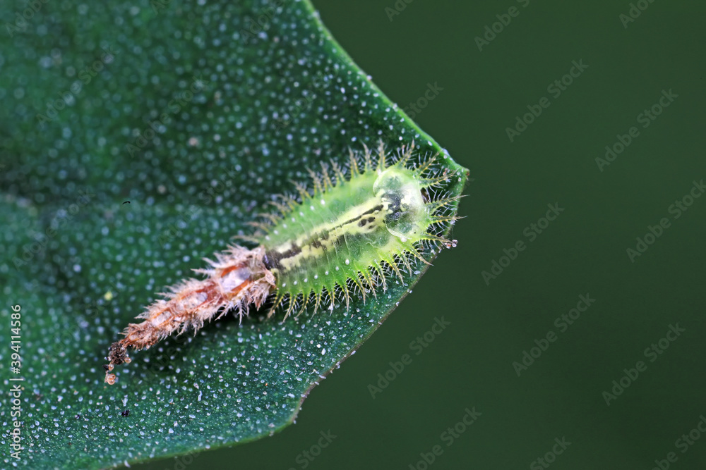 Fototapeta premium Carabidae insect larva live on green leaves