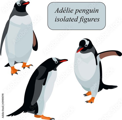 Adele penguin standing, going, raising wings