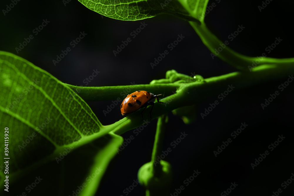 Joaninha caminhando sobre um galho verde cheio de folhas com o fundo preto. Joaninha caminhando sobre um galho verde cheio de folhas com o fundo preto.