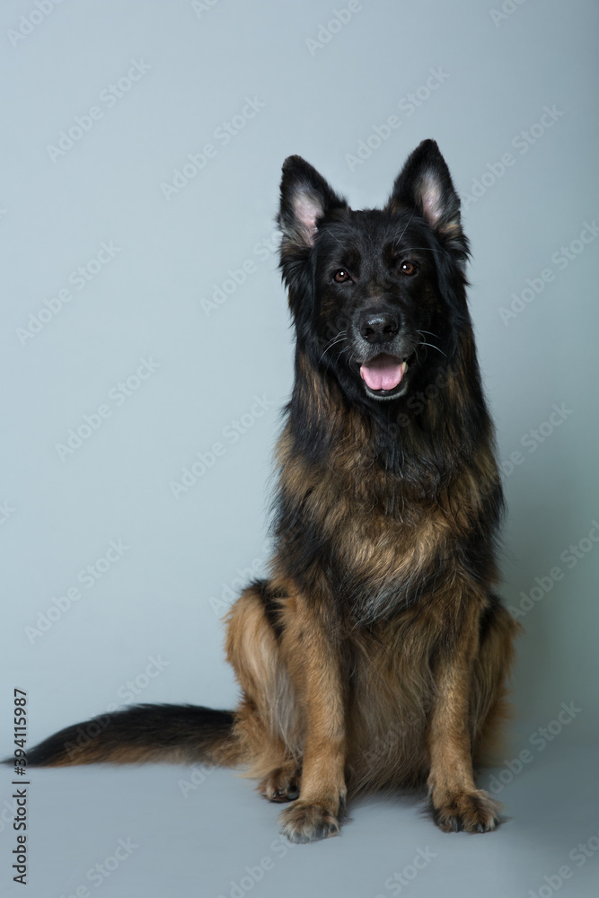 German long-haired shepherd dog sits on a gray isolated background in the Studio