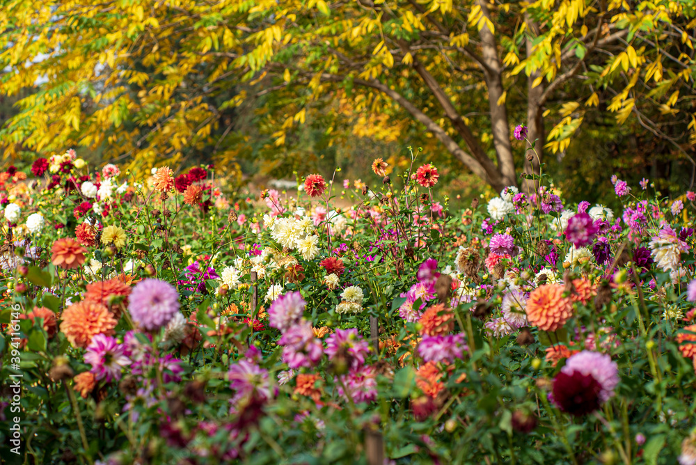 dahlias in the fall garden