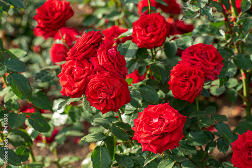 roses in the fall garden photo