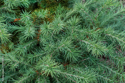 coniferous plants in the garden