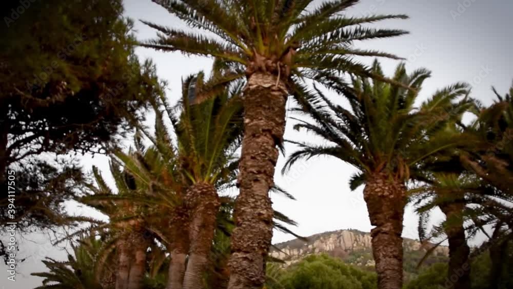Beautiful palms and mountain with wind in summer Beautiful palms and mountain with wind in summer